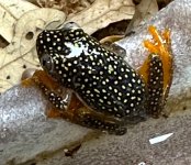 reedfrog.jpg