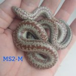 MS23-2M.jpeg