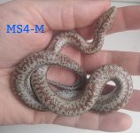 MS23-4M.jpg