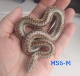 MS23-6M.jpg
