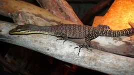 k.rockmonitor.jpg