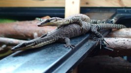 k.rockmonitor3.jpg