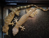 TOKAY FEMALE SIBS 1200.jpg