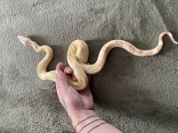 Albino1.jpg