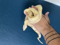 Albino2.jpg