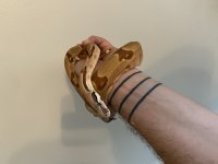 hypo1.jpg