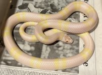 female snow Hondo 85g.jpg