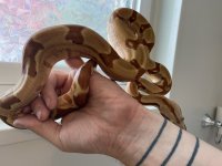 Hypo2.jpg