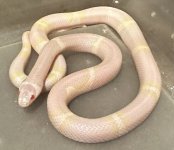 female snow Hondo 45g.jpg