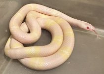 male snow Hondo 95g.jpg