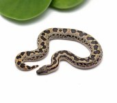 WR-4F-Rough-Scaled-Sand-Boa_2023_9-19-23.jpg