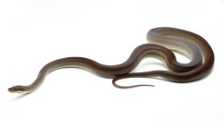 OP-2-Olive-Python_2021_7-26-23.jpg