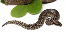 116-2A-Sumatran-Sort-Tailed-Python_2023_8-24-23.jpg