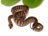116-6C-Woma-Python_2023_8-24-23.jpg