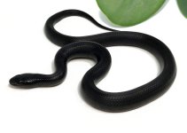 M5C-Mexican-Black-Kingsnake_2023_9-25-23.jpg