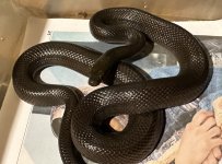 1.0 Black House 110g .jpg