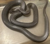 0.1 black house 95g.jpg