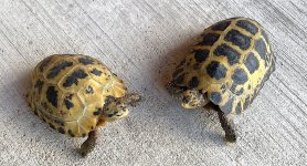 pair56.jpg