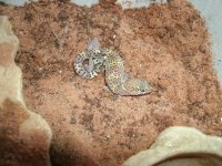 TX Banded Gecko female Cornudas.JPG