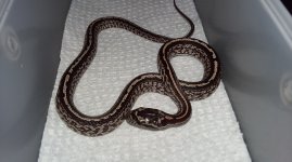 F2Tesserahetscaleless.jpg