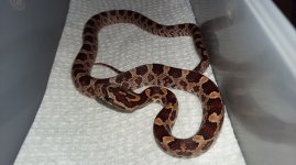 F3Hetscaleless.jpg