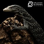 BOEHMEI 2 (5).jpg