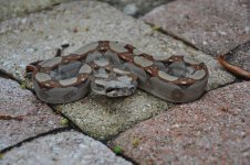 DSC_1739.jpg