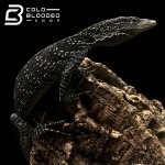 BOEHMEI 2 (8).jpg