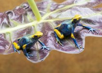 Dendrobates tinctorius sexed pair Peacock.jpg