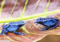 Dendrobates azureus sexed pair.jpg