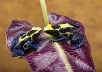 Dwarf Cobalt dendrobates tinctorius sexed pair.jpg