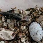 Croc Skink 3.jpg