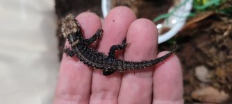 Croc Skink 2.jpg