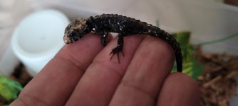 Croc Skink 4.jpg