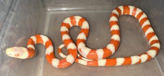 AMK Amel male 57g.jpg