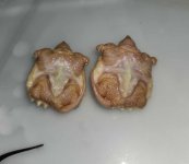 Imperfect&perfect23albinos.jpg