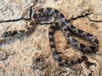 Female Blotched King, 2022 -2.jpg