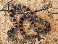 Female Blotched King, 2022 -4.jpg