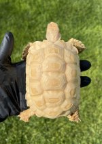 albino3.jpg