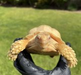 albino2.jpg