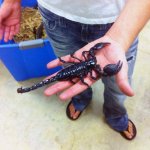 Emperor_Scorpion (1).jpg