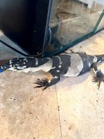 lace monitor 5.jpg