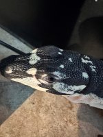 lace monitor 4.jpg
