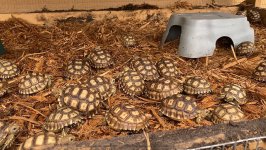 sulcata.jpeg