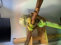 godzilla.jpg