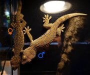 tokay pair 111523 (1).jpg