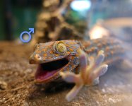 tokay pair 111523 male face (1).jpg