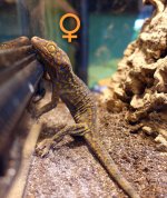 tokay pair 111523 female (1).jpg