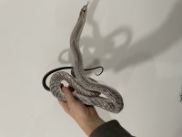 male-3-17-22.jpg