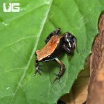 ug_Bronze_Mantella_3.jpg